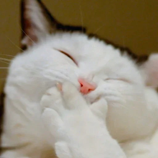 🤨 Стикер «Cat Moods» для Telegram