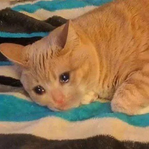 🧐 Стикер «Cat Moods» для Telegram