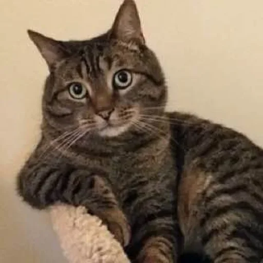😜 Стикер «Cat Moods» для Telegram