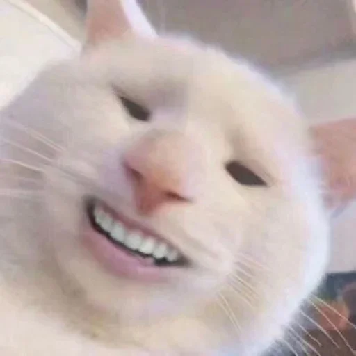 🤪 Стикер «Cat Moods» для Telegram