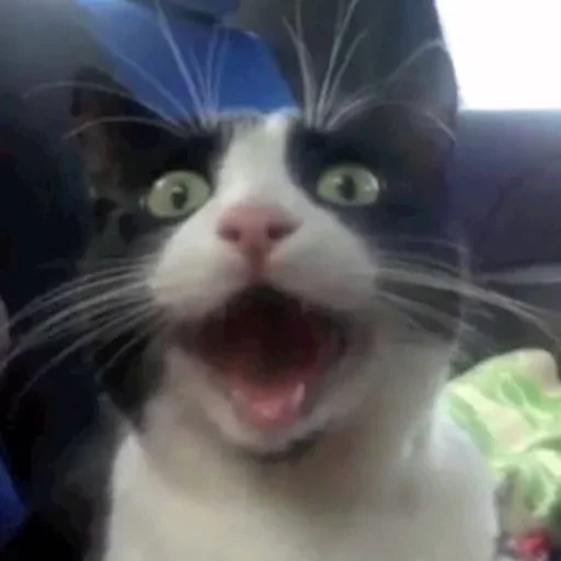 🤪 Стикер «Cat Moods» для Telegram