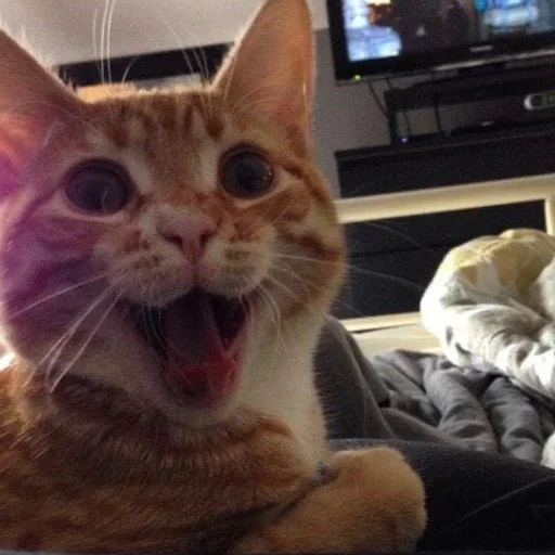 😙 Стикер «Cat Moods» для Telegram