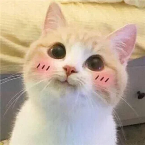 🤨 Стикер «Cat Moods» для Telegram