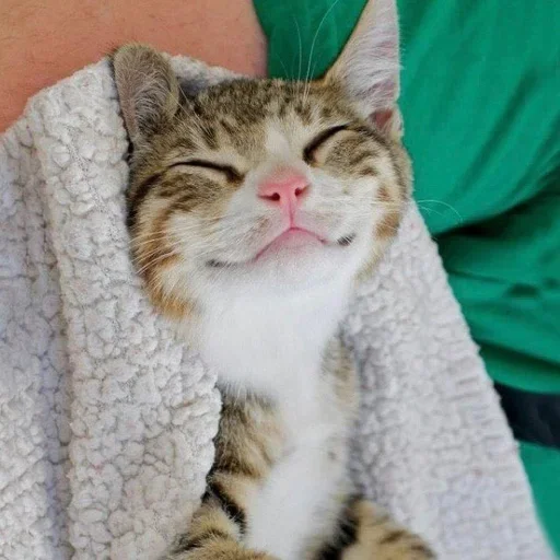 🧐 Стикер «Cat Moods» для Telegram