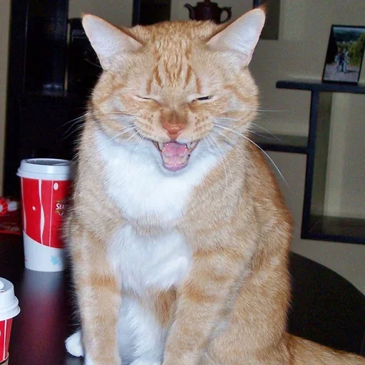 😙 Стикер «Cat Moods» для Telegram