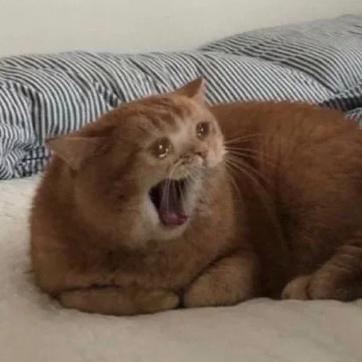 🤪 Стикер «Cat Moods» для Telegram