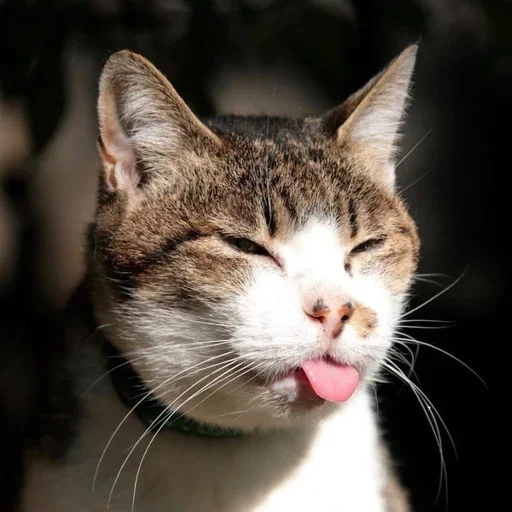 🙁 Стикер «Cat Moods» для Telegram