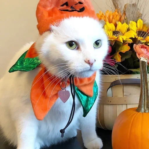 😙 Стикер «Cat Moods» для Telegram