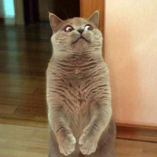 😟 Стикер «Cat Moods» для Telegram