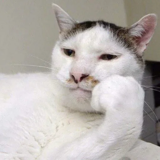 😚 Стикер «Cat Moods» для Telegram