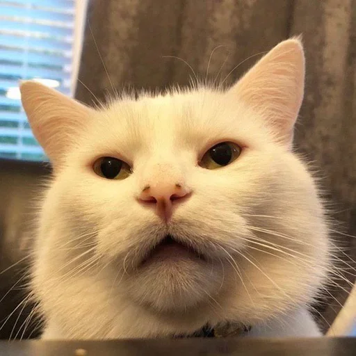🤪 Стикер «Cat Moods» для Telegram