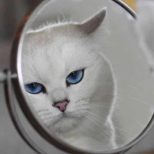 😜 Стикер «Cat Moods» для Telegram