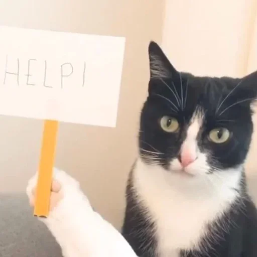🤪 Стикер «Cat Moods» для Telegram