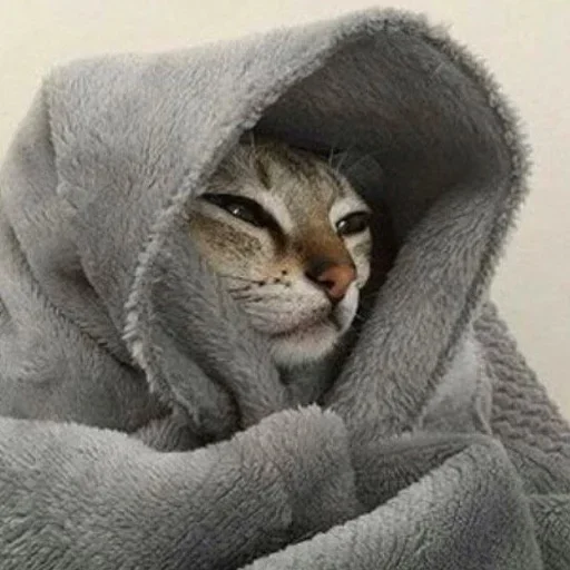 😙 Стикер «Cat Moods» для Telegram
