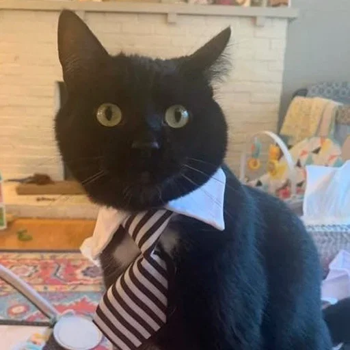 🤨 Стикер «Cat Moods» для Telegram