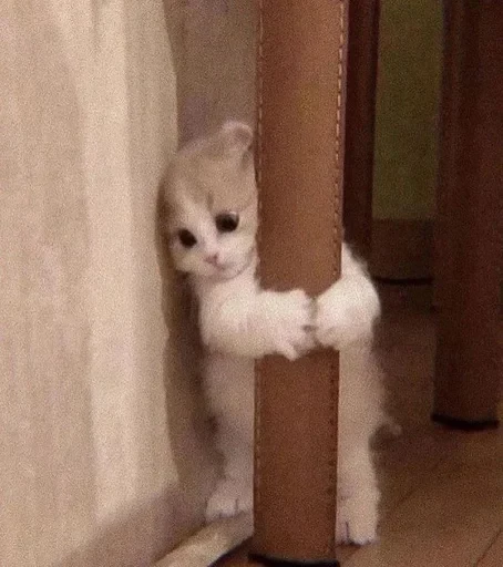 🌚 Стикер «cat pack» для Telegram
