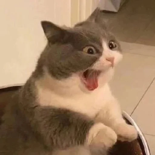 😡 Стикер «cat pack» для Telegram