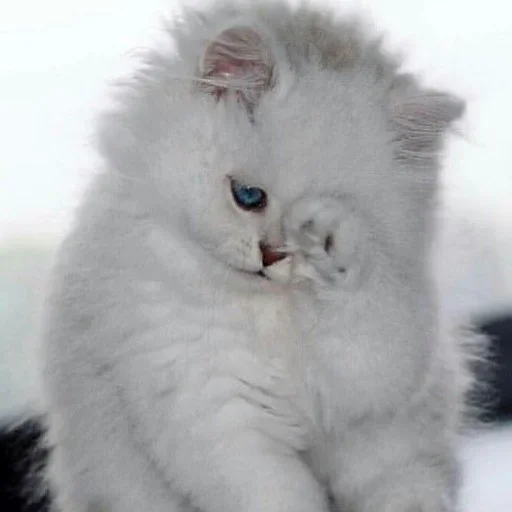 😔 Стикер «cat pack» для Telegram