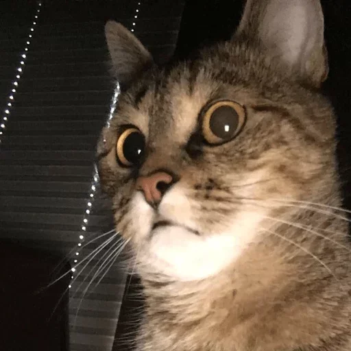 😲 Стикер «cat pack» для Telegram