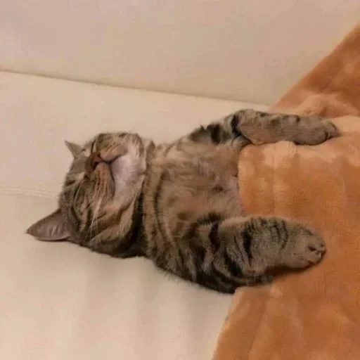😴 Стикер «cat pack» для Telegram