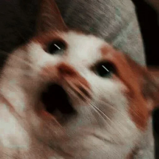 😧 Стикер «cat pack» для Telegram