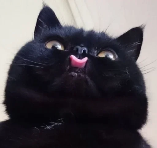 🤭 Стикер «cat pack» для Telegram