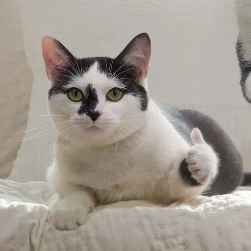 👍 Стикер «cat pack» для Telegram