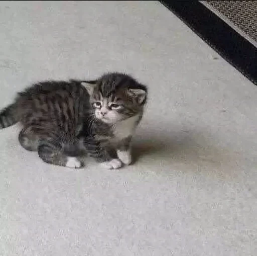 😔 Стикер «cat pack» для Telegram