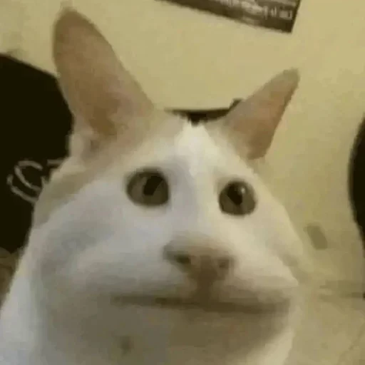 🗿 Стикер «cat pack» для Telegram