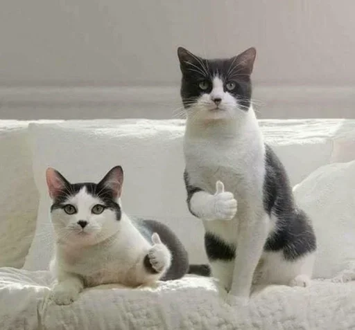 👍 Стикер «cat pack» для Telegram