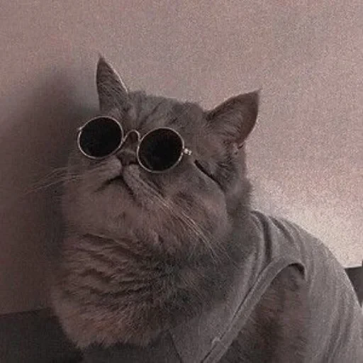 😎 Стикер «cat pack» для Telegram