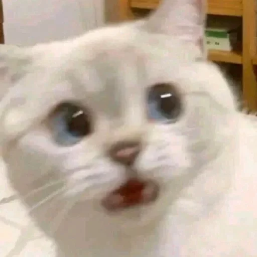 🌚 Стикер «cat pack» для Telegram