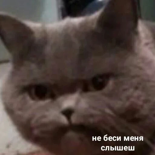 😈 Стикер «cat pack» для Telegram