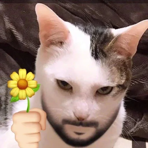 🌷 Стикер «cat pack» для Telegram