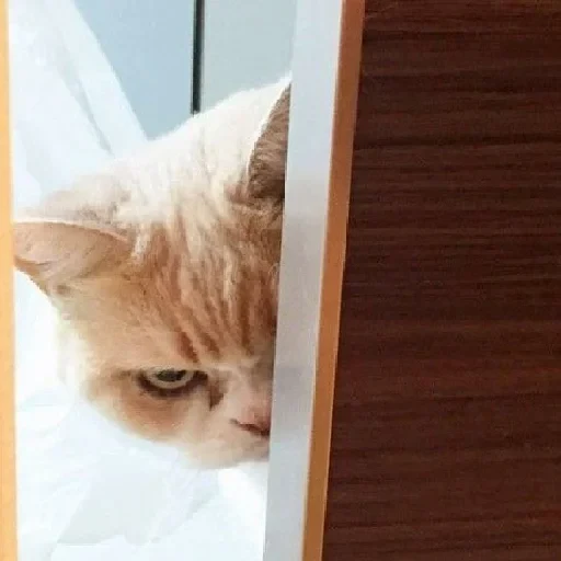 😡 Стикер «cat pack» для Telegram