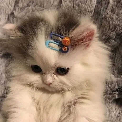 🙂 Стикер «cat pack» для Telegram