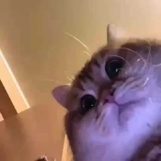 🌚 Стикер «cat pack» для Telegram