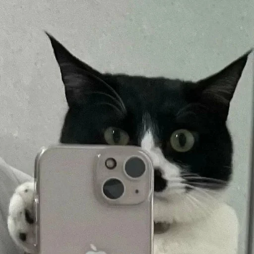 📸 Стикер «cat pack» для Telegram