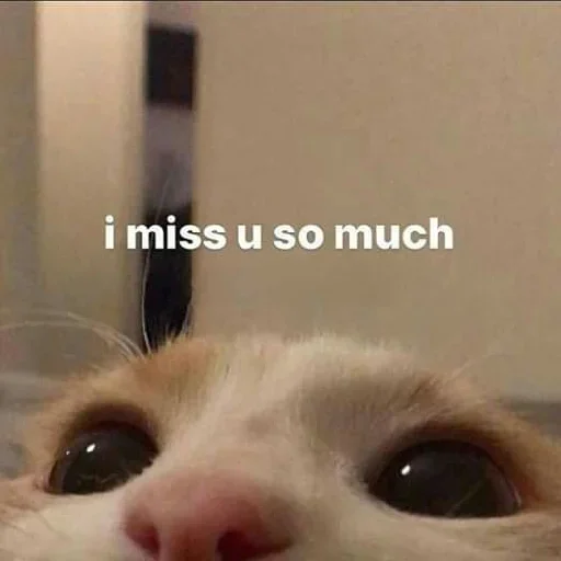 ❤️ Стикер «cat pack» для Telegram