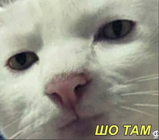 🌚 Стикер «cat pack» для Telegram