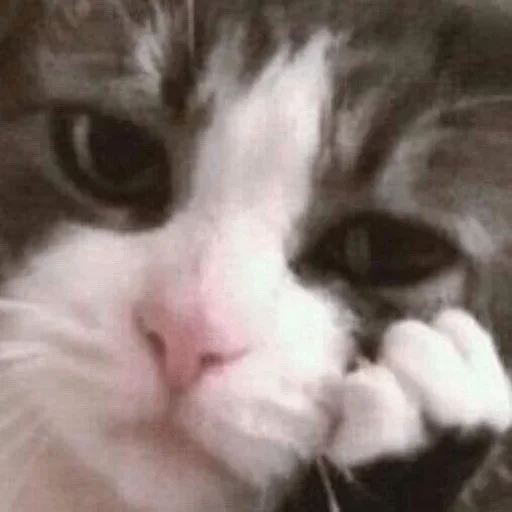 🌚 Стикер «cat pack» для Telegram