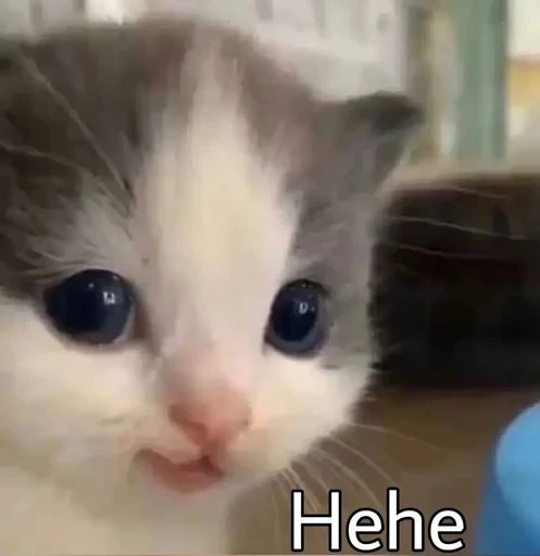 🌚 Стикер «cat pack» для Telegram