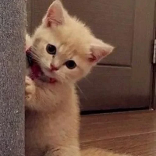 😃 Стикер «cat pack» для Telegram