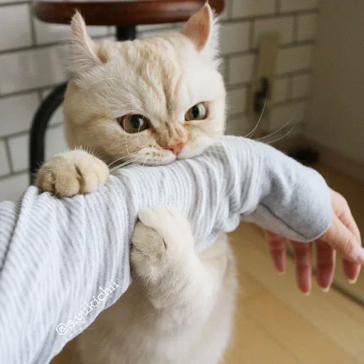 😠 Стикер «cat pack» для Telegram