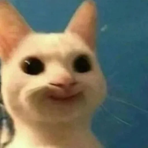 🌚 Стикер «cat pack» для Telegram