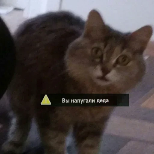 😳 Стикер «cat pack» для Telegram
