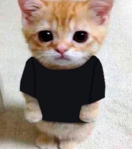 🌚 Стикер «cat pack» для Telegram