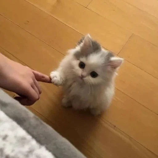 ☺️ Стикер «cat pack» для Telegram