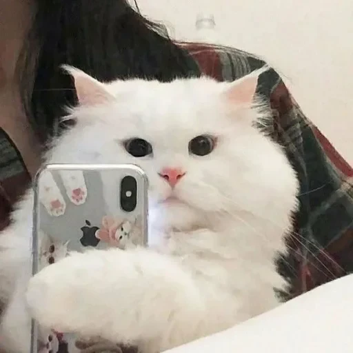 📸 Стикер «cat pack» для Telegram