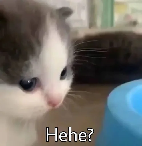 🌚 Стикер «cat pack» для Telegram